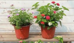 小宝茶最新皮肤爆料视频,炫彩特效，带你领略茶文化魅力